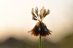 CLOSE-UP/MACRO