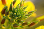CLOSE-UP/MACRO
