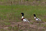 NATUUR