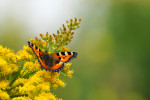 CLOSE-UP/MACRO