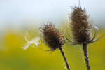 CLOSE-UP/MACRO