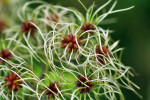 CLOSE-UP/MACRO