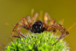 CLOSE-UP/MACRO