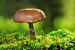 CLOSE-UP/MACRO