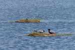 NATUUR