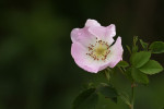 CLOSE-UP/MACRO