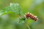 CLOSE-UP/MACRO