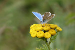 CLOSE-UP/MACRO