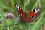 CLOSE-UP/MACRO