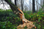 NATUUR