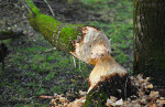 NATUUR