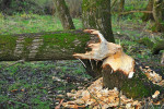 NATUUR