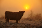 NATUUR