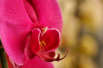 Orchideeën Hoeve Luttelgeest