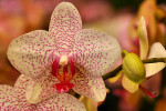Orchideeën Hoeve Luttelgeest