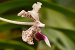 Orchideeën Hoeve Luttelgeest