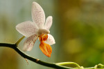 Orchideeën Hoeve Luttelgeest