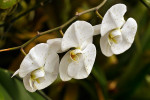 Orchideeën Hoeve Luttelgeest