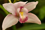 Orchideeën Hoeve Luttelgeest