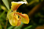 Orchideeën Hoeve Luttelgeest