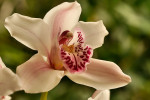 Orchideeën Hoeve Luttelgeest