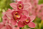 Orchideeën Hoeve Luttelgeest