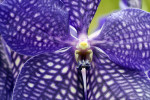 Orchideeën Hoeve Luttelgeest