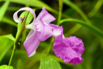 Orchideeën Hoeve Luttelgeest