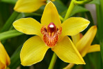 Orchideeën Hoeve Luttelgeest