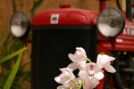 Orchideeën Hoeve Luttelgeest