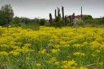 NATUUR