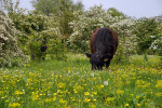 NATUUR