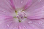 CLOSE-UP/MACRO