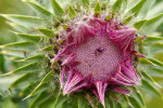 CLOSE-UP/MACRO