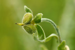 CLOSE-UP/MACRO
