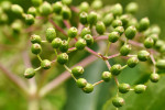 CLOSE-UP/MACRO