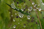 CLOSE-UP/MACRO