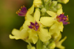 CLOSE-UP/MACRO