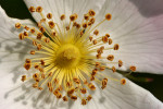 CLOSE-UP/MACRO