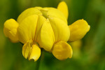 CLOSE-UP/MACRO