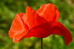 CLOSE-UP/MACRO
