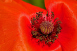 CLOSE-UP/MACRO