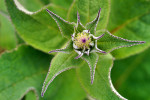 CLOSE-UP/MACRO