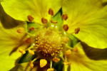CLOSE-UP/MACRO