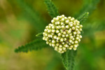 CLOSE-UP/MACRO