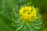 CLOSE-UP/MACRO