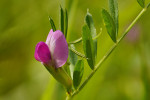 CLOSE-UP/MACRO