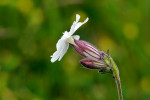 CLOSE-UP/MACRO