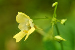 CLOSE-UP/MACRO