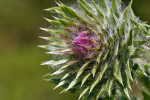 CLOSE-UP/MACRO